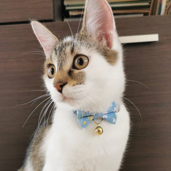 i have a home cat collar