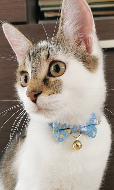Hot Collars