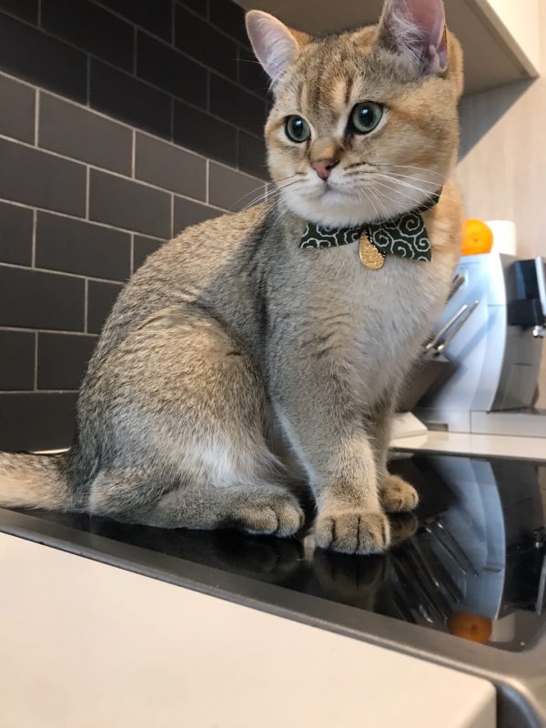 绿 (5)