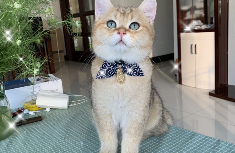Choosing a Cat Collar